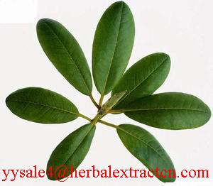 China Corosolic acid(Loquat Leaf Extract) on sale