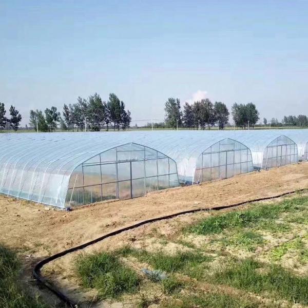Buy Width 8m 9m 10m Tunnel Plastic Greenhouse For Vegetables Growing at wholesale prices