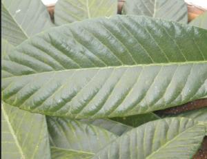 China Corosolic Acid from Loquat Leaf Extract,Eriobotria Japonica Leaf Extract CAS:4547-24-4 on sale