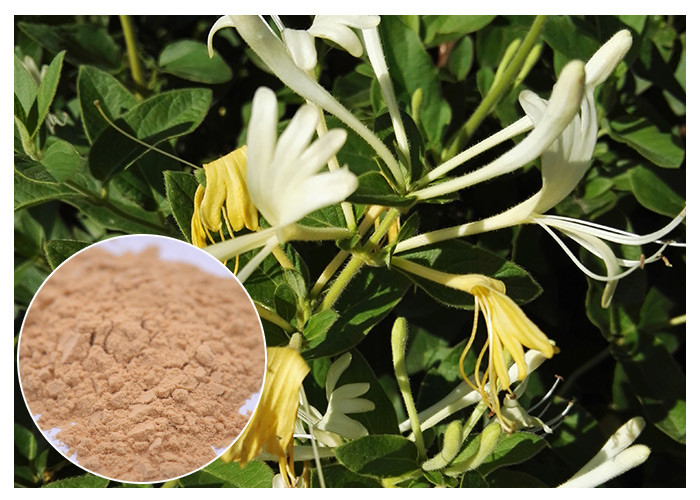 Quality Anti-bacterial Chlorogenic acid 5% Honeysuckle Flower Extract powder for sale