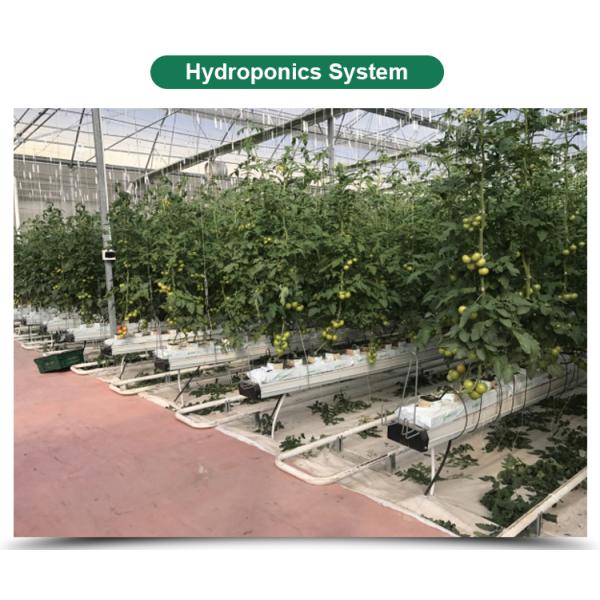 Automatical Controlling System Galvanized Steel Frame Film Greenhouse for Agriculture
