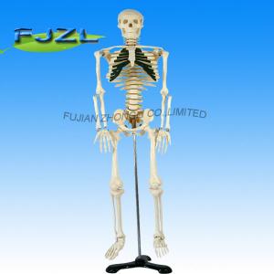 China hot sale artificial human skeleton, medical life size human skeleton model on sale