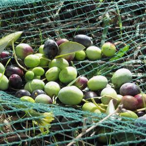 Quality Olive Netting,Olive Falling Nets,Olive Collect Netting for sale