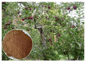 Quality anti-bacterial Phloridizin Apple Tree Root & Bark Extract for dietary supplement for sale