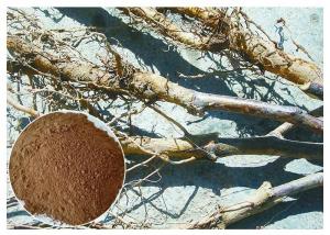 Quality Treat diabetes Phlorizin Apple Tree Root & Bark Extract for dietary supplement for sale