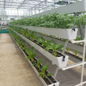 Highly Multi-Span Vertical Farming Container Greenhouse with Substrate Culture