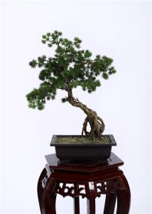 Quality Ideal Imitation Bonsai Trees Rejuvenating Lush Fronds YC076-5 SJS Certification for sale