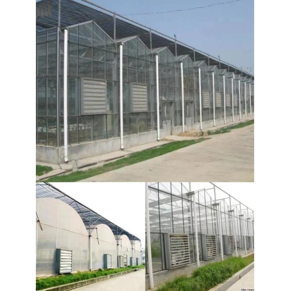 Big Blades Cooling Poultry Farm Exhaust Fan Greenhouse Ventilation Fan Heavy Duty Wall Mounted Drop Hammer Fan