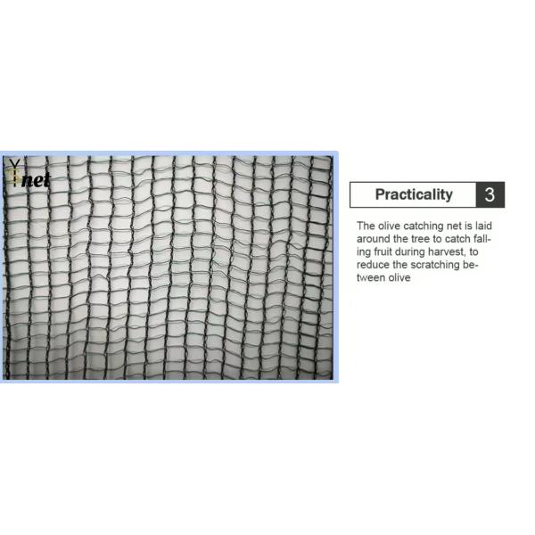 Hexagon Olive Harvest Net 30gsm - 200gsm Mulberry Harvesting Net