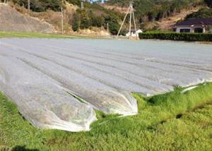 Quality Non Woven Ground Cover Agriculture Non Woven Fabric Prevent Weeds From Ruining Landscape for sale