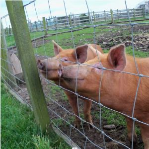 Buy cheap Green Cattle Fence Mesh Grassland Horse Wire Netting from wholesalers