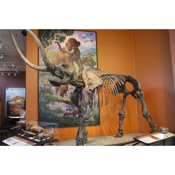 Museum Standard Fiberglass Complete Dinosaur Fossil With Anti Rust Steel Frame