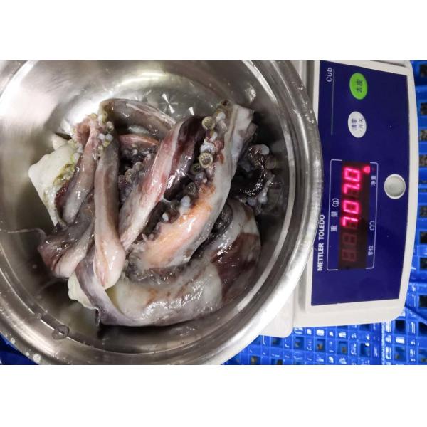 20 Kg Equator Squid Bqf Dosidicus Gigas Store Condition -18℃ Or Below