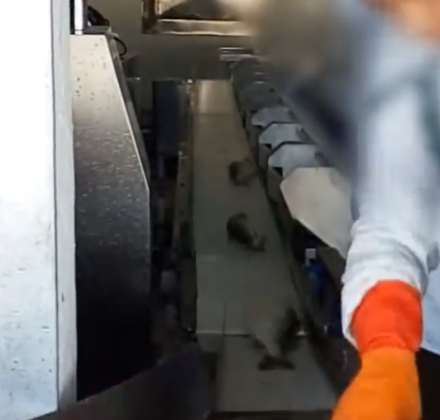 500g Weight Sorting Machine