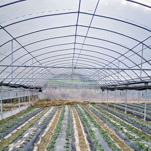 Quality Insectproof Multi Span Greenhouse Sunshading Net For Flower Growing for sale