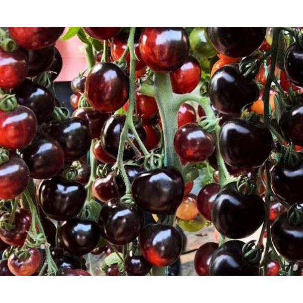 Customized Fruit Color Sorter Machine Chinese Medicinal Materials C-M10H