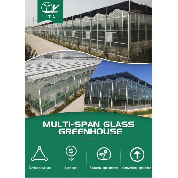 Multi-span Agricultural Glass Greenhouse with Film Covering Width 8m or Customizable