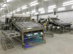 Lobster sorting and grading machine Shrimp grading machine Shrimp sorting