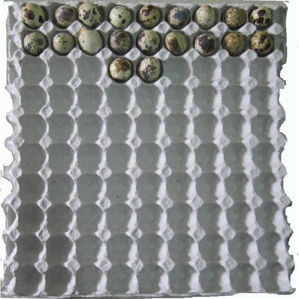 Pulp molding machine for Disposable White Paper Molded Quail Egg Carton / Egg Tray with 90 Cavities