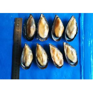 Quality Iso Frozen Cooked Mussel Half Shell Mytilus Edulis Chemical Off for sale