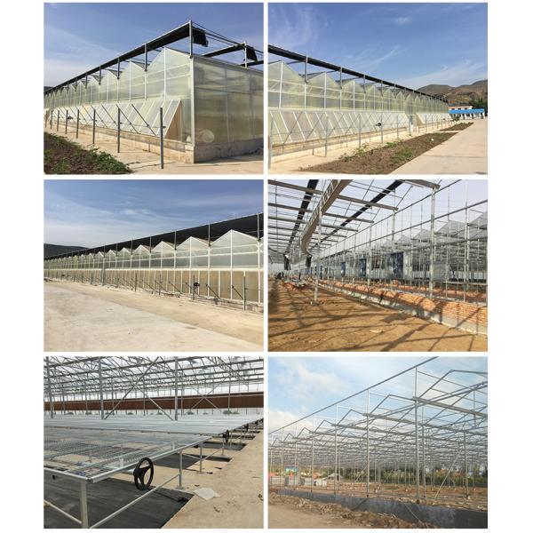 American Tomato Agriculture Polycarbonate Greenhouse Equipped with Hydroponic Systems