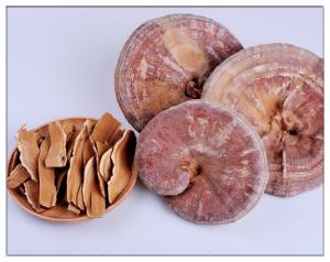 Quality GanodermaLucidum,Organic Raw Dry Ganoderma Lucidum Slices for sale