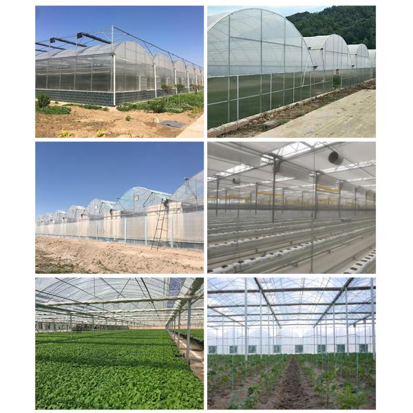 Customized Length Film Multi-Span Greenhouse with Film Cover at Affordable