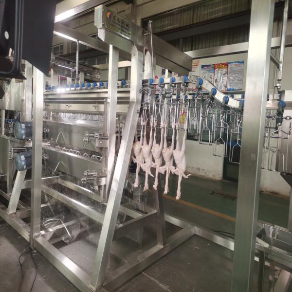 600bph Poultry Abattoir Machine High Performance Chicken Processing Equipment