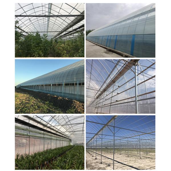 Automatical Controlling System Galvanized Steel Frame Film Greenhouse for Agriculture