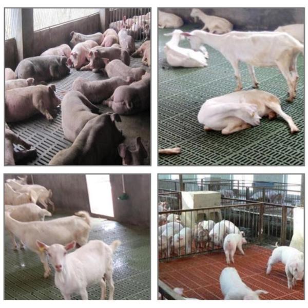 Farming PSF-01 Goat Plastic Slat Floor Poultry Goat 700mm