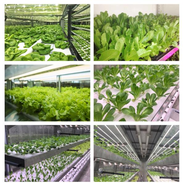 Hydroponic Smart Farming Container Greenhouse for Agriculture 40ft Container