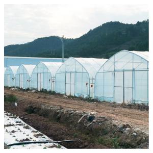 Quality Stable Structure Polyethylene Film Greenhouse / Vegetable Tomato Plant Greenhouse for sale