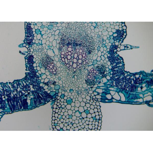 USB 3.0 CCD Camera Microscope Biological C Mount Microscope Camera