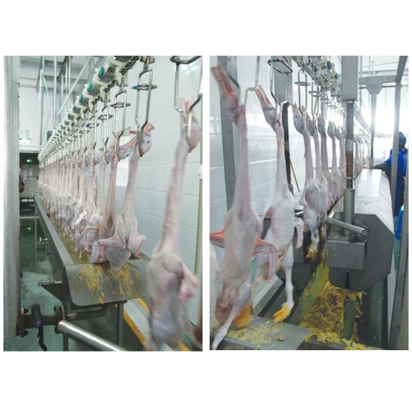 stainless steel Goose Slaughter Machine 200BPH - 12000BPH Poultry Processing Solutions
