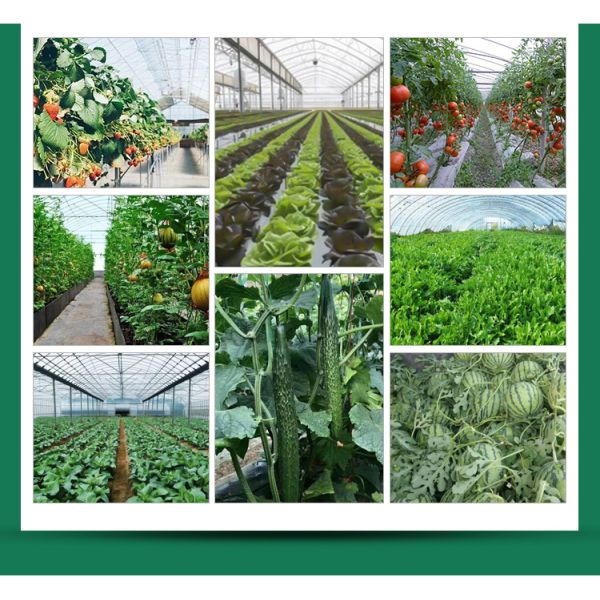 Automatical Controlling System Galvanized Steel Frame Film Greenhouse for Agriculture