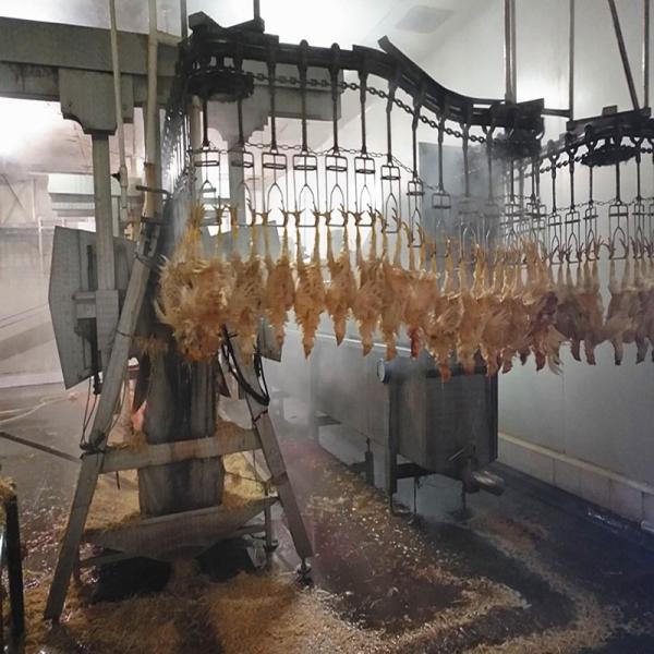 3000 Birds / H Poultry Slaughtering Equipment Chicken Slaughter Line 10000BPH