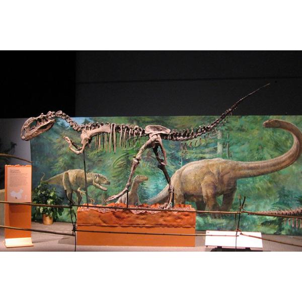 Vivid Complete Dinosaur Skeleton Bones For Science And Technology Museum