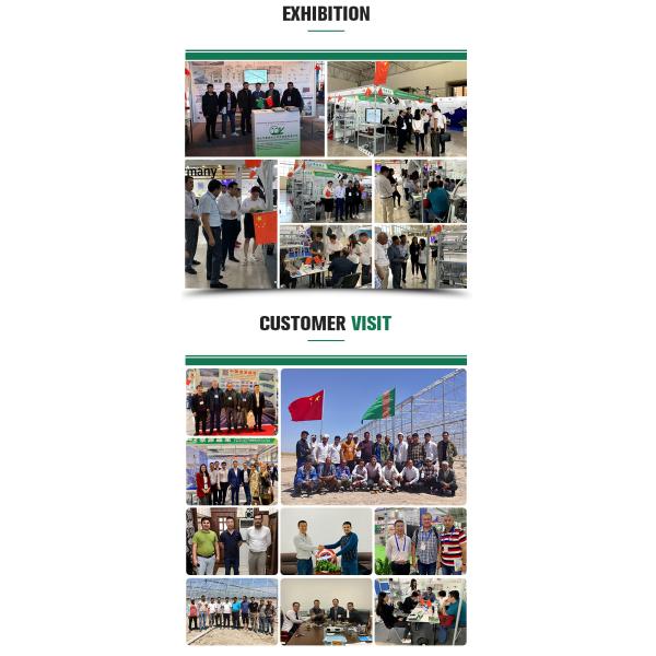 Multi-span Agricultural Glass Greenhouse with Film Covering Width 8m or Customizable