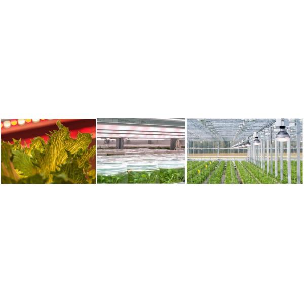 50w Cooper Base Flip Chip Cob Led Horticulture SMD Led SMD 3030 5050