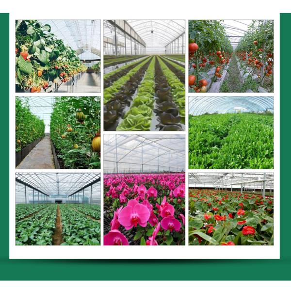 Plastic Shed Winter Tomato Greenhouse for Crops Width Defined by Area