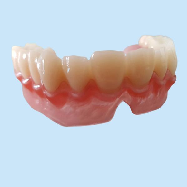 Realistic Digital Data OEM 3D Printed Dental Models For Dentist Study