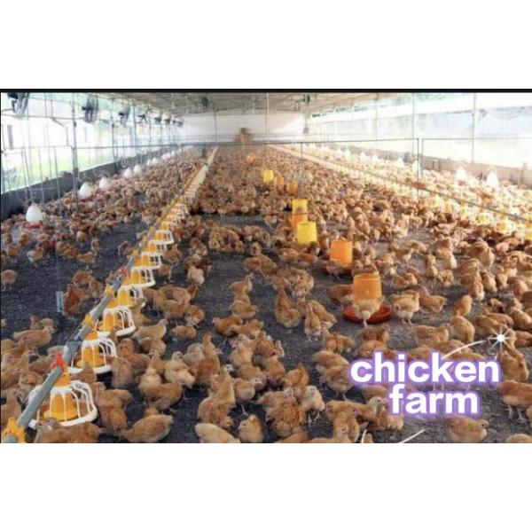 Good Quality Greenhouse Chicken Farm Industrial Workshop Ventilation Fan air Cooler Fan Exhaust Centrifugal Fan