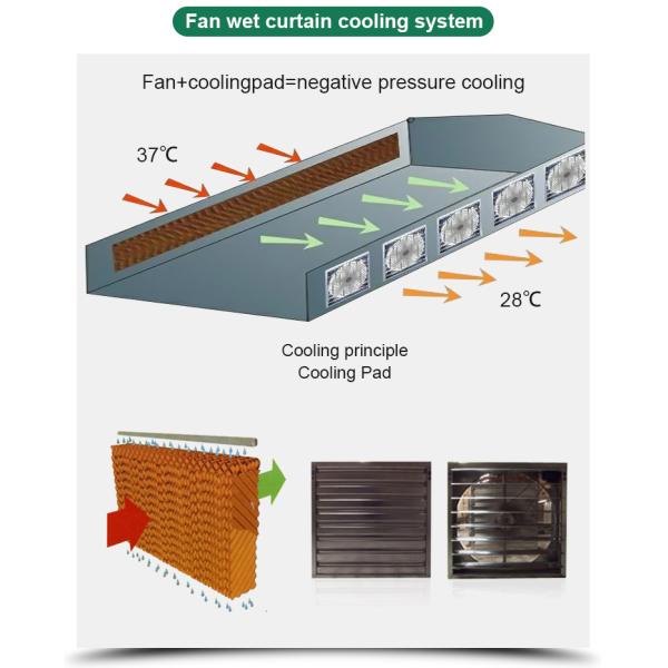 Customized Length Film Multi-Span Greenhouse with Film Cover at Affordable