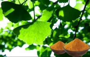 Quality Antioxidant Ginkgo Biloba Leaf Powder , Natural Ginkgo Leaf Extract for sale