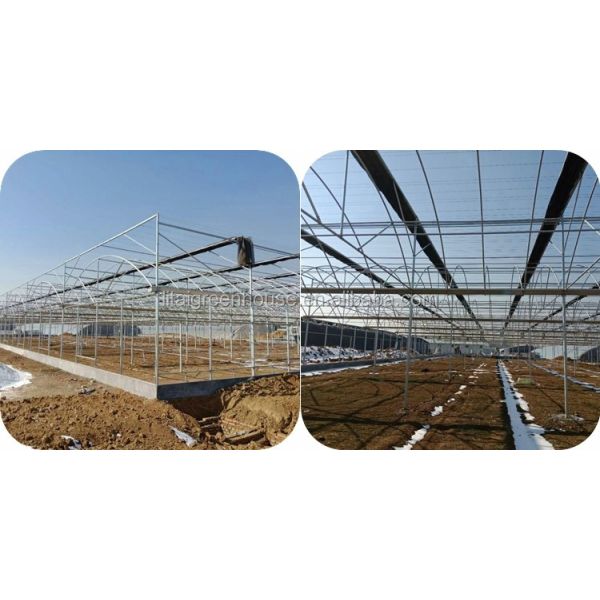 Single Layer Multi-Span Agricultural Greenhouses for Large-Scale Tomato Plant Farming