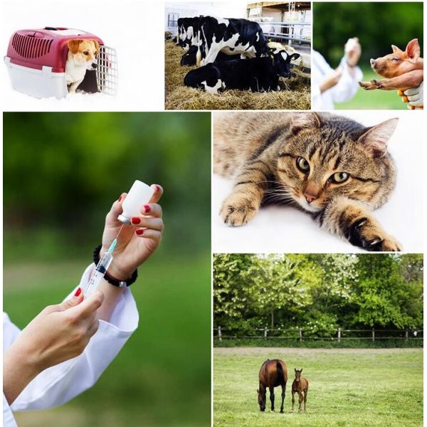 Veterinary Stainless Steel Cattle Injection Needles With Luer Lock