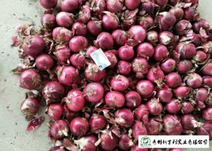 Quality Juicy Sweet Red Onion 10 Kg / Bag Packing White Flesh For Cooking for sale