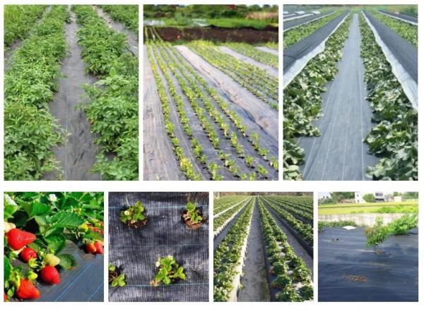 PP Woven Polypropylene Ground Cover , Ground Cover Weed Control Fabric Anti Weed Mat