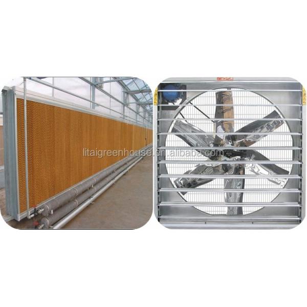 Single Layer Multi-Span Agricultural Greenhouses for Large-Scale Tomato Plant Farming