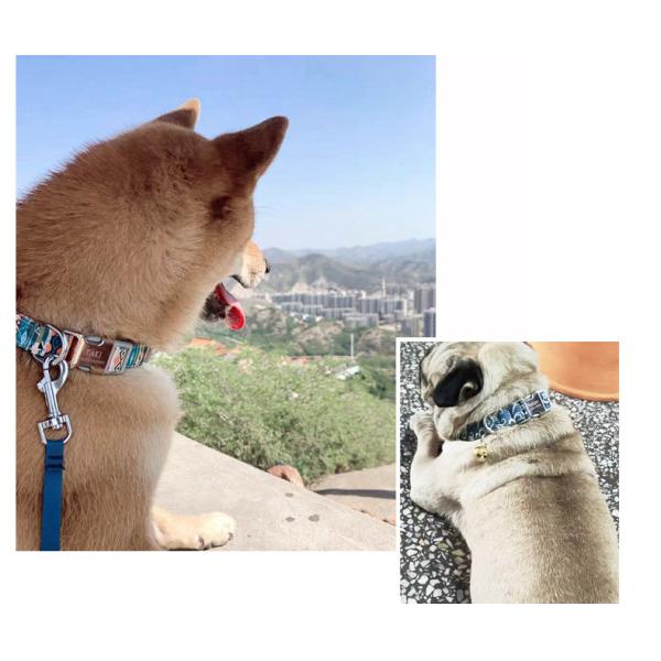 Silver Nameplate Buckle Personalized Puppy Collars Print Pattern For Dogs